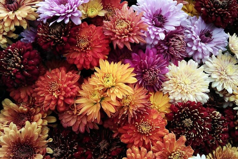 A vivid assortment of chrysanthemum flowers in full bloom, showcasing a vibrant spectrum of colors.